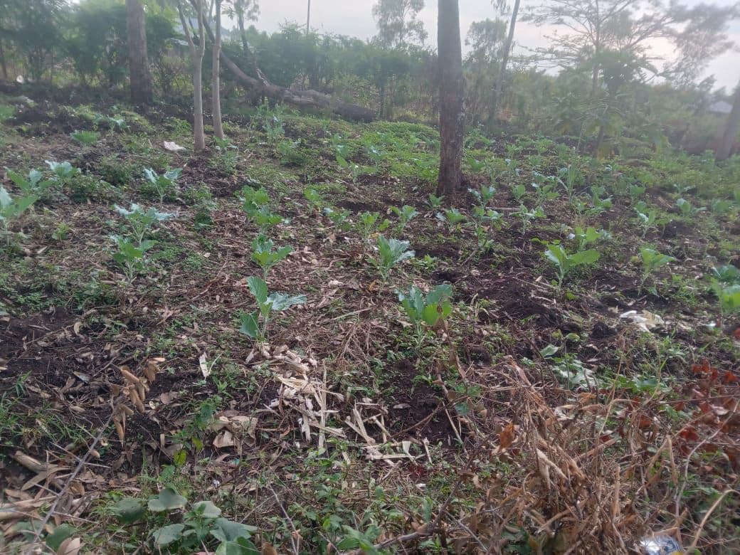 Vegetable plot cultivated by the group