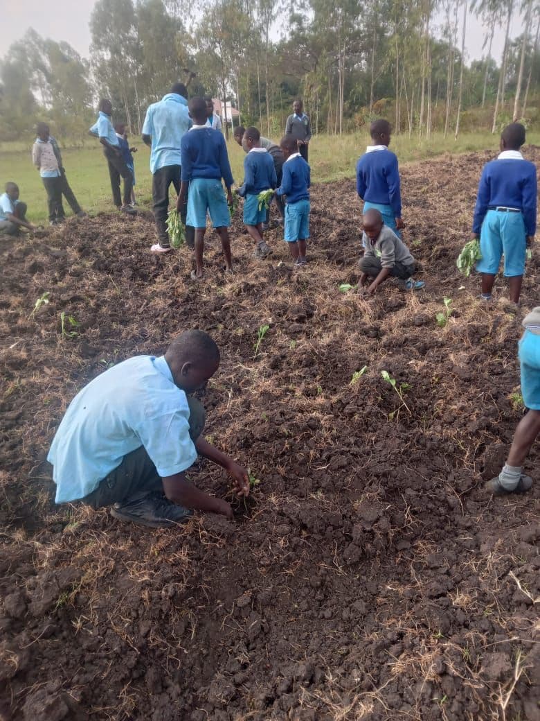 Young crops in the school garden