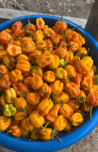Fresh habanero peppers harvested at Maripha Farms