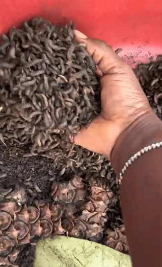 Farm produce from Maripha Farms